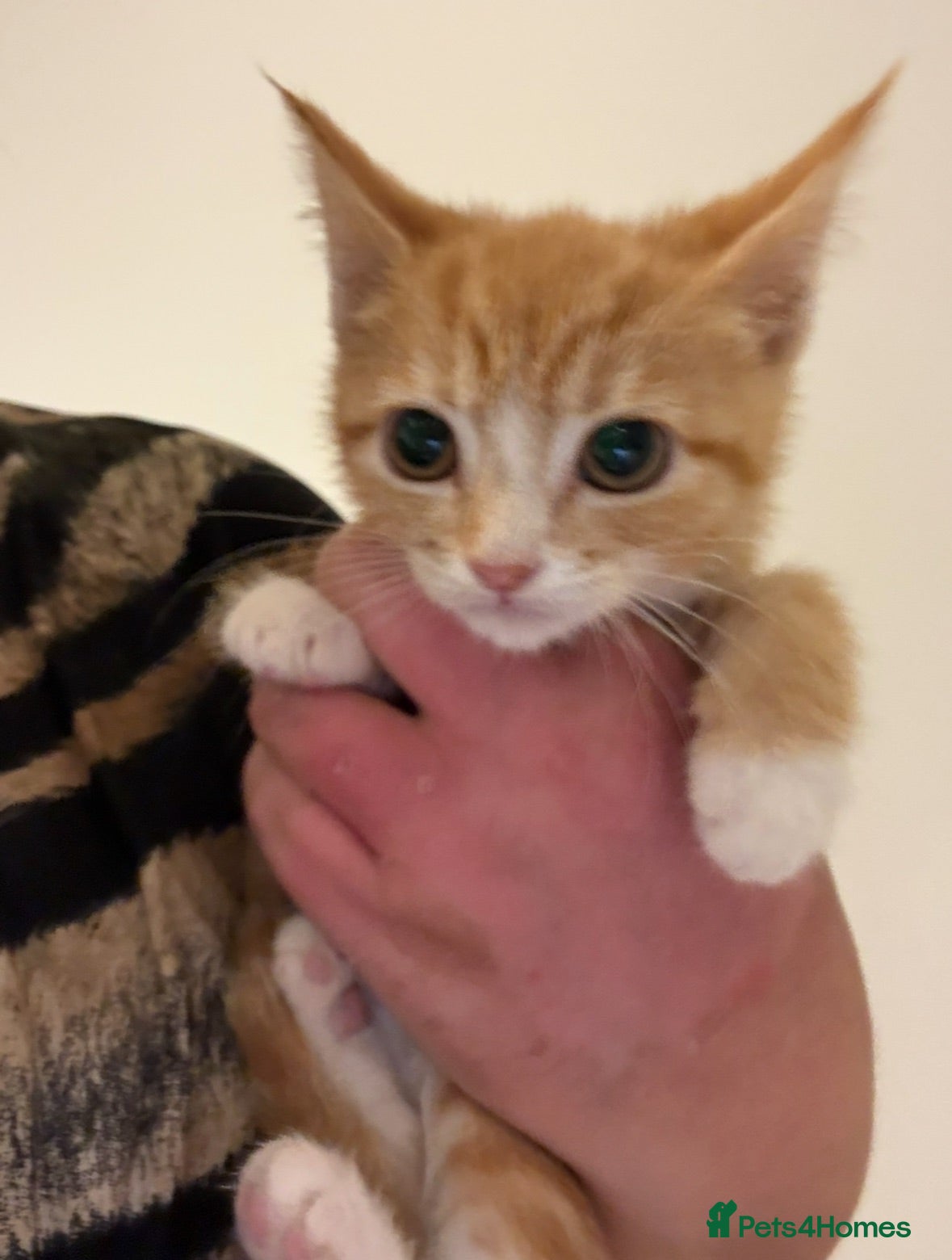 Mixed Breed cats beautiful babies ready for their forever home  - Advert 1