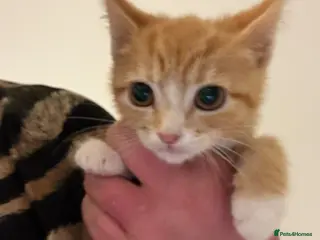 Mixed Breed cats beautiful babies ready for their forever home - Advert 1