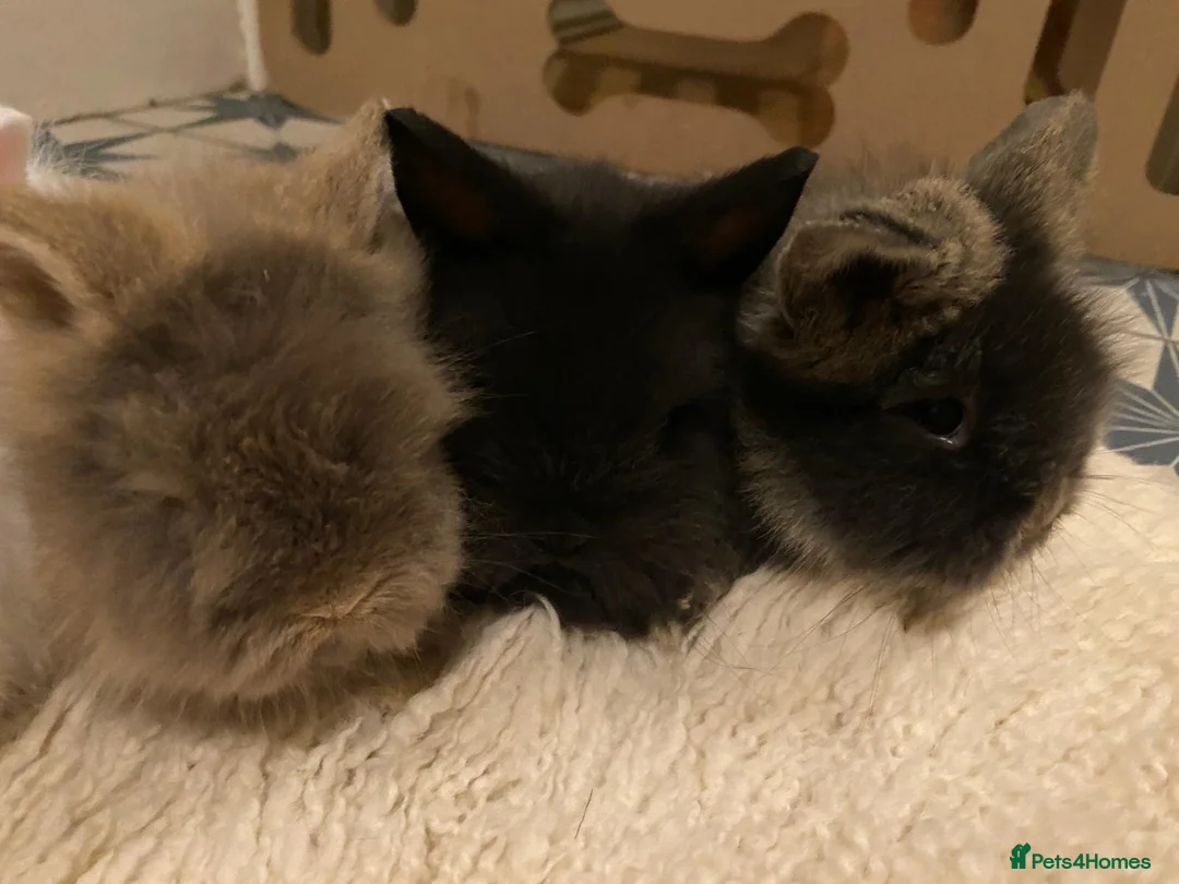 Lionhead rabbits for sale: Mini lion head lop teddywidder babies  - Advert 2