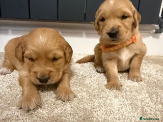 Golden Retriever dogs KC Dark Golden Retrievers 🧬 Health Tested Parents - Advert 1