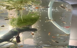 Live Bearers fish for sale: Selection of Guppies for Sale - Image 3