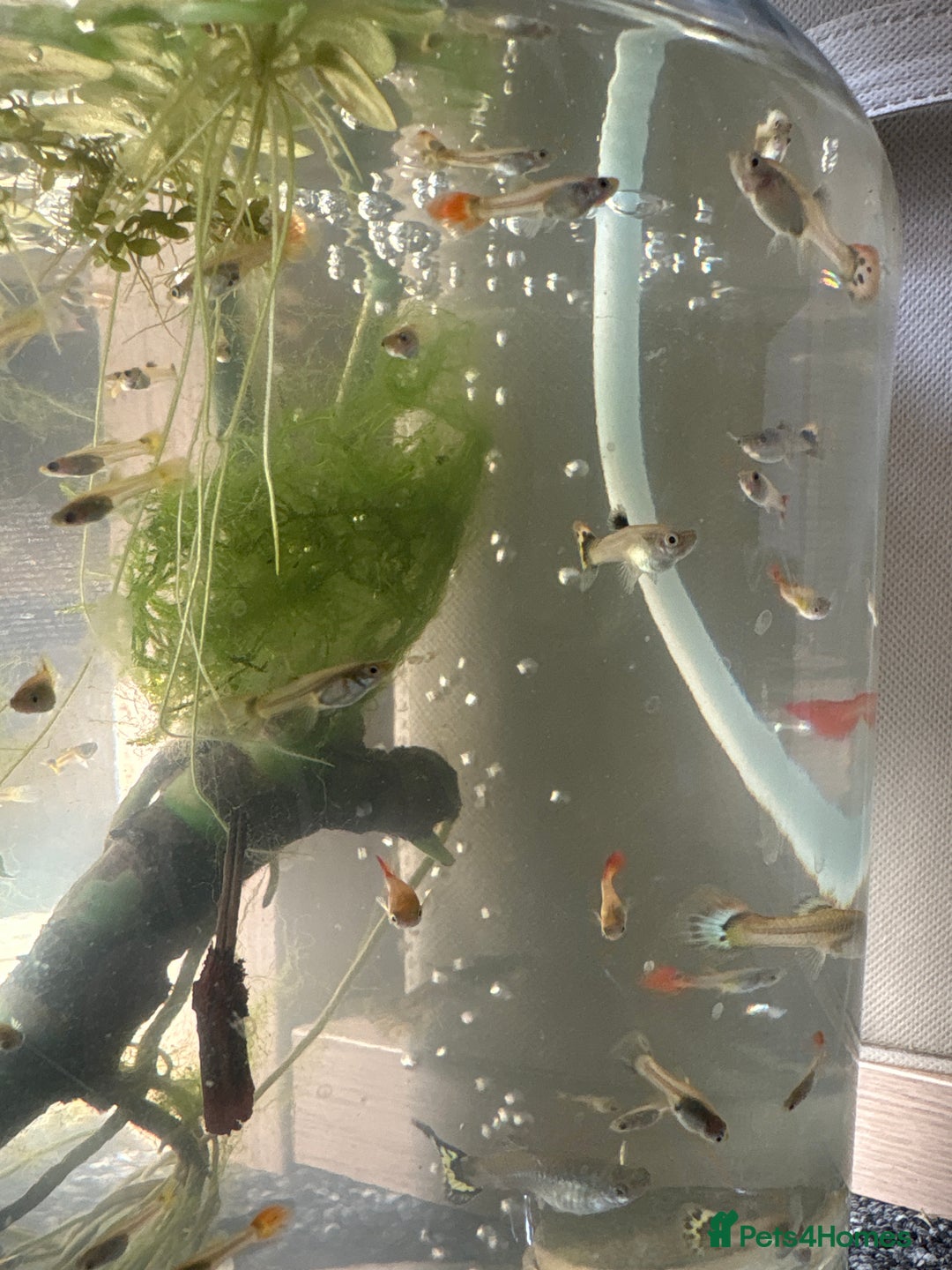 Live Bearers fish for sale: Selection of Guppies for Sale - Image 3