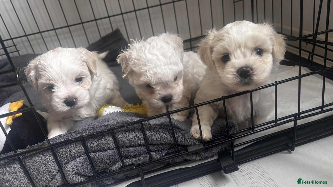 Zuchon dogs for sale: Zuchons pups ( Teddy bear pups) - Image 15