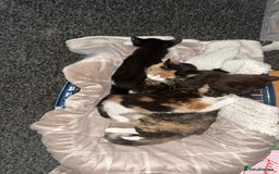 Domestic Shorthair cats for sale: Kittens ready for loving homes - Image 5