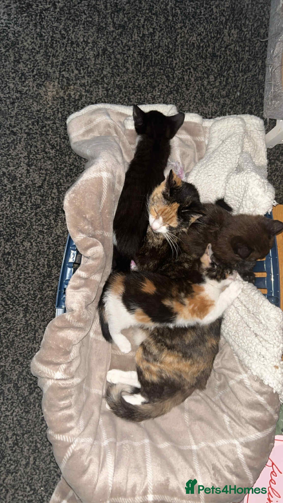 Domestic Shorthair cats for sale: Kittens ready for loving homes - Image 5