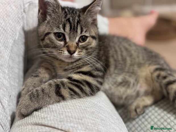 British Shorthair cats - Advert 14