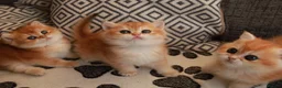 British Shorthair cats for sale: Girl Chocolate gold , TICA reg  - Advert 11