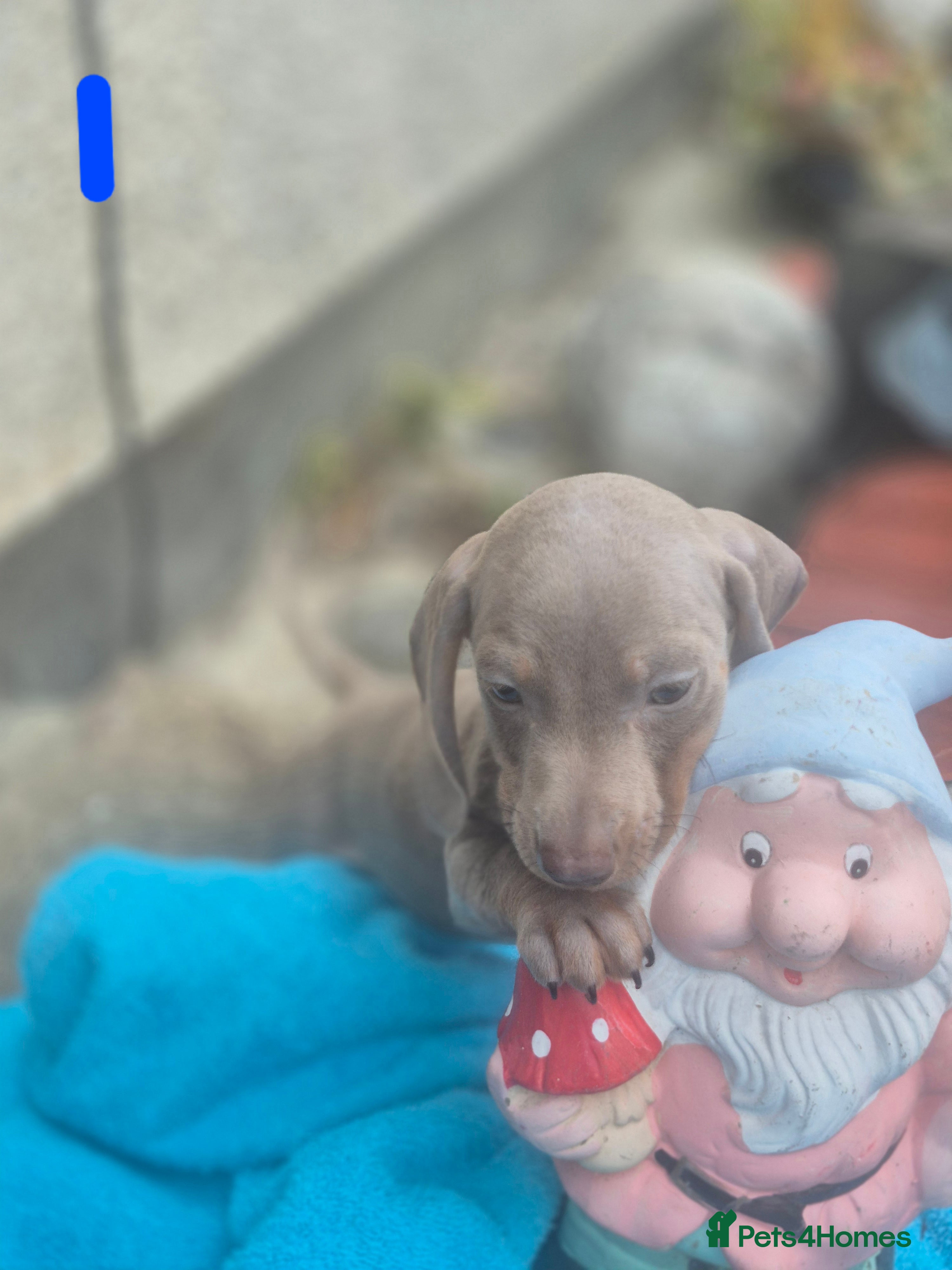 Miniature Dachshund dogs for sale: Gorgeous miniature dachshunds - Advert 1