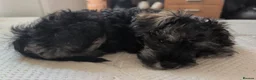 Mixed Breed dogs for sale: Schnoodle  in Torquay - Advert 1