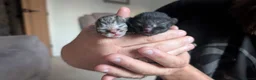 Mixed Breed cats for sale: 4 mixed breed kittens in Aylesbury - Advert 4