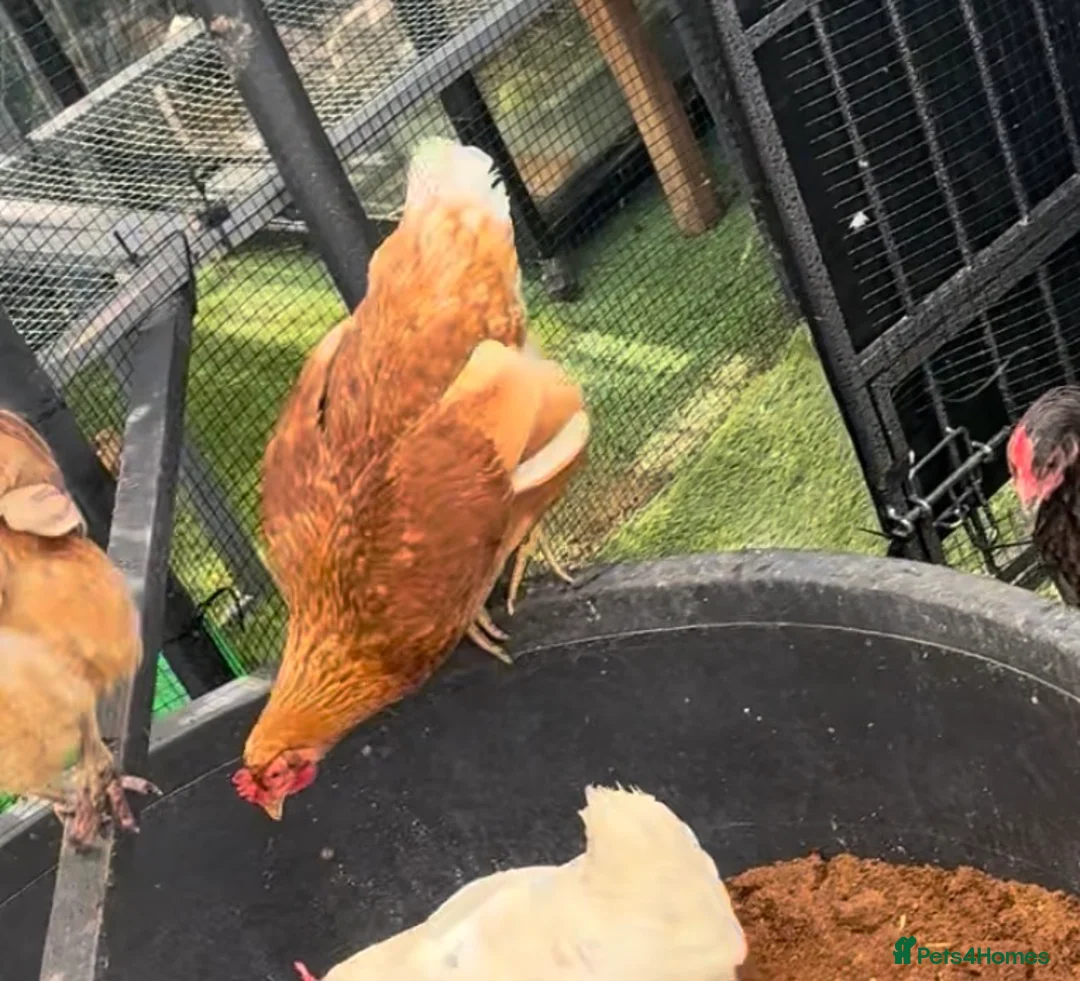Chickens poultry for sale: 4 chickens hens for sale  - Advert 3