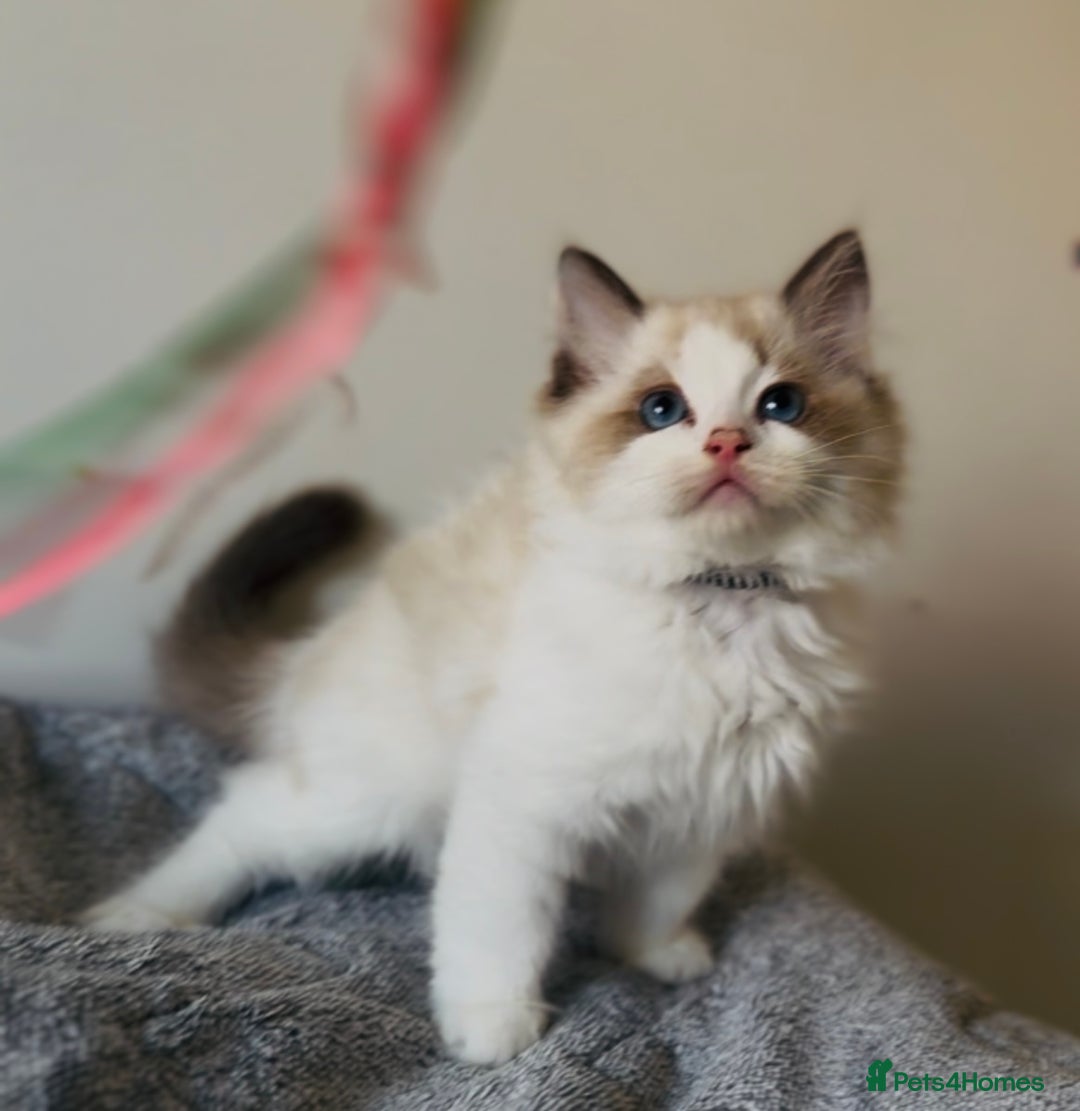 Ragdoll cats for sale: 🐾Tica full pedigree🩷 EU Ragdoll 🐱🐾DNA Clear ❤️ - Image 15