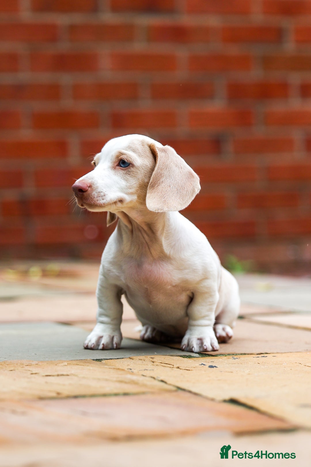 Miniature Dachshund dogs for sale: Miniature cream dachshund - Image 8