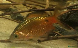 Other/Mixed Breed fish for sale: All fish sold individually for 10£ (info below) - Image 5