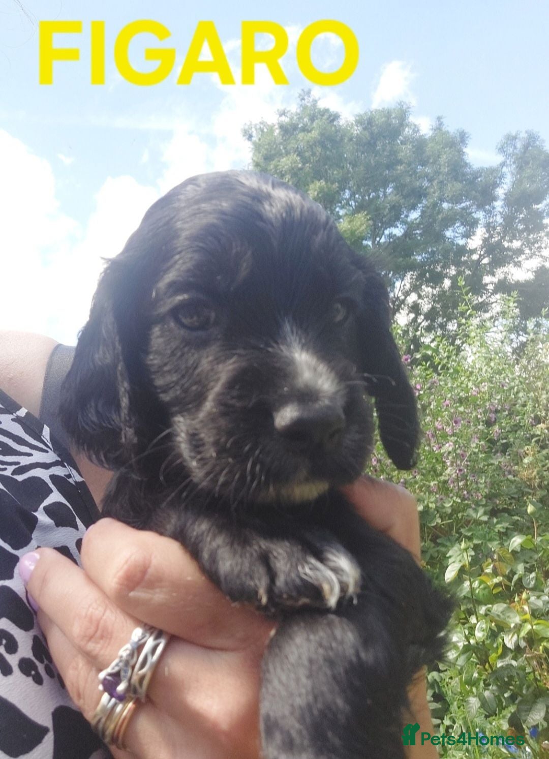Sprocker dogs Sprocker Spaniel DWKC registered working line pups - Advert 2