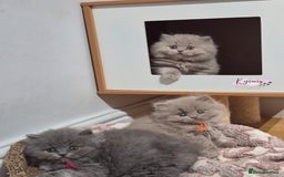 British Shorthair cats for sale: GCCF Registered British Sh & Lh Kittens - Champion - Image 17