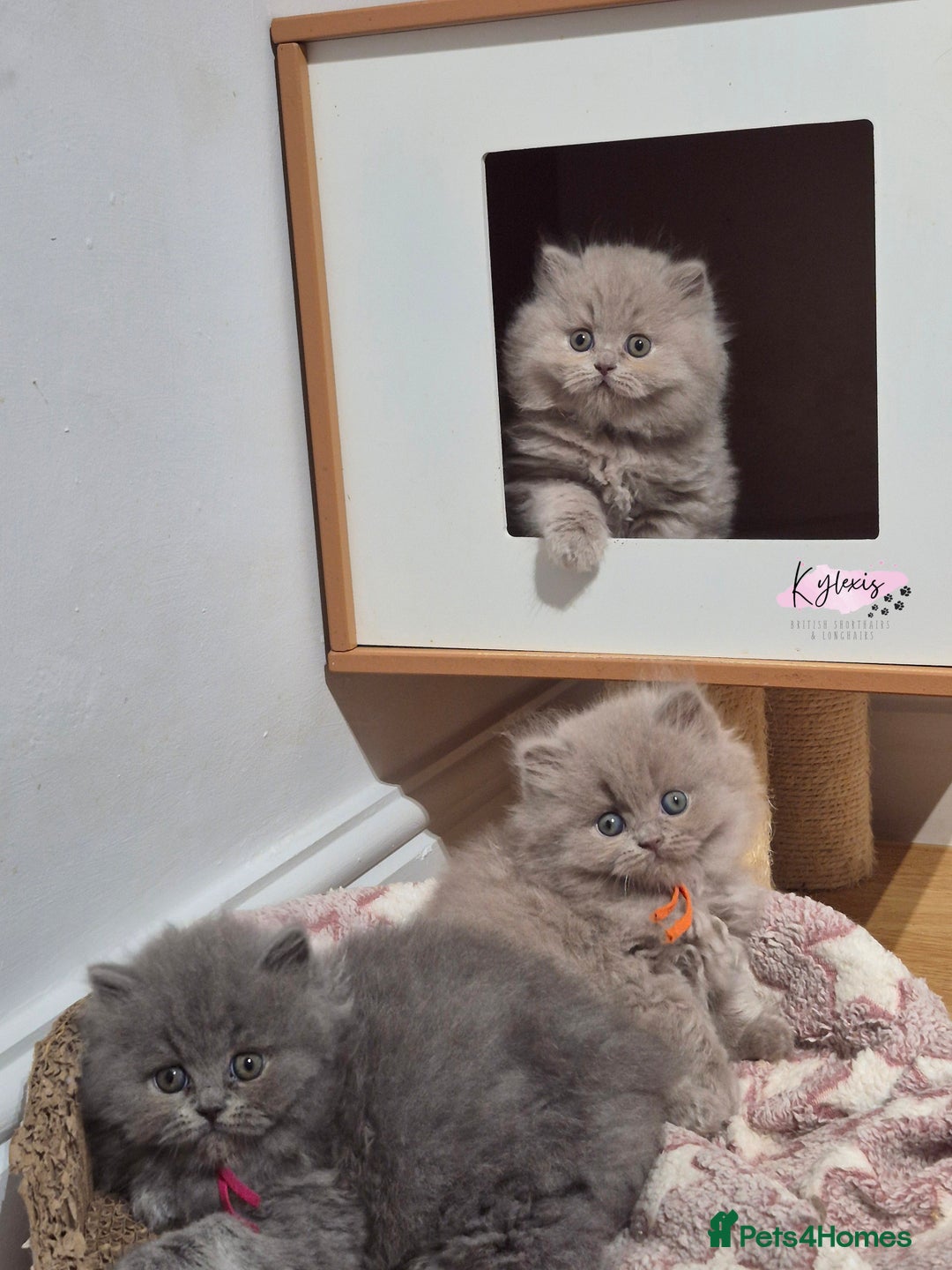 British Shorthair cats for sale: GCCF Registered British Sh & Lh Kittens - Champion - Image 17