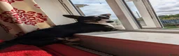 Welsh Corgi Cardigan dogs for sale: NO LITTER, JUST FEMALE CORGI - Advert 2