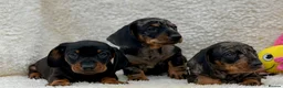 Dachshund dogs for sale: Gorgeous miniature dachshund puppies  - Advert 17