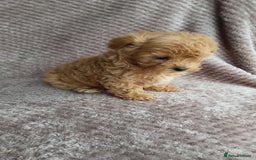 Maltipoo dogs for sale: F1 health tested toy (Asian) maltipoos🩷🩷 - Image 14