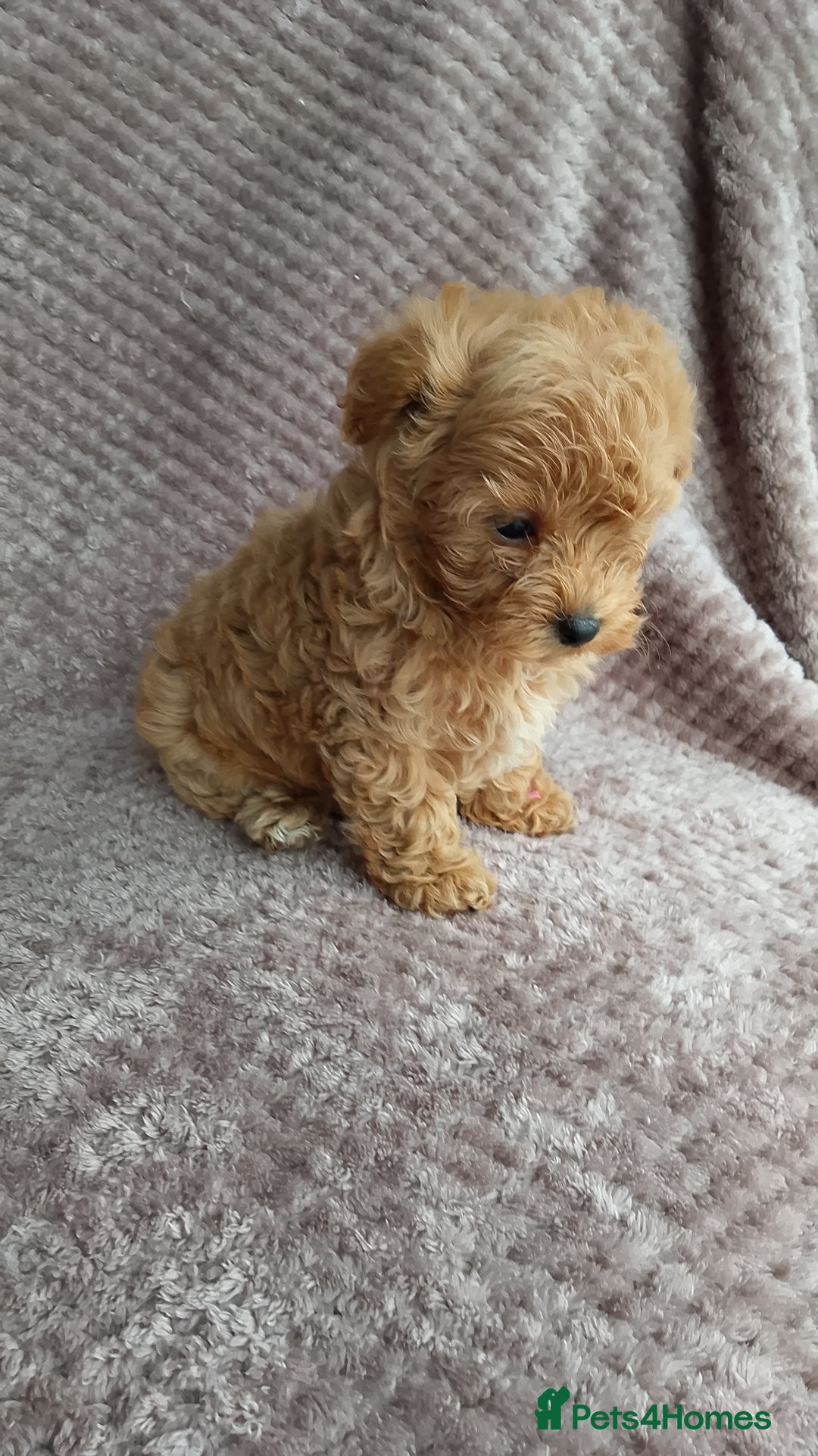 Maltipoo dogs for sale: F1 health tested toy (Asian) maltipoos🩷🩷 - Image 14