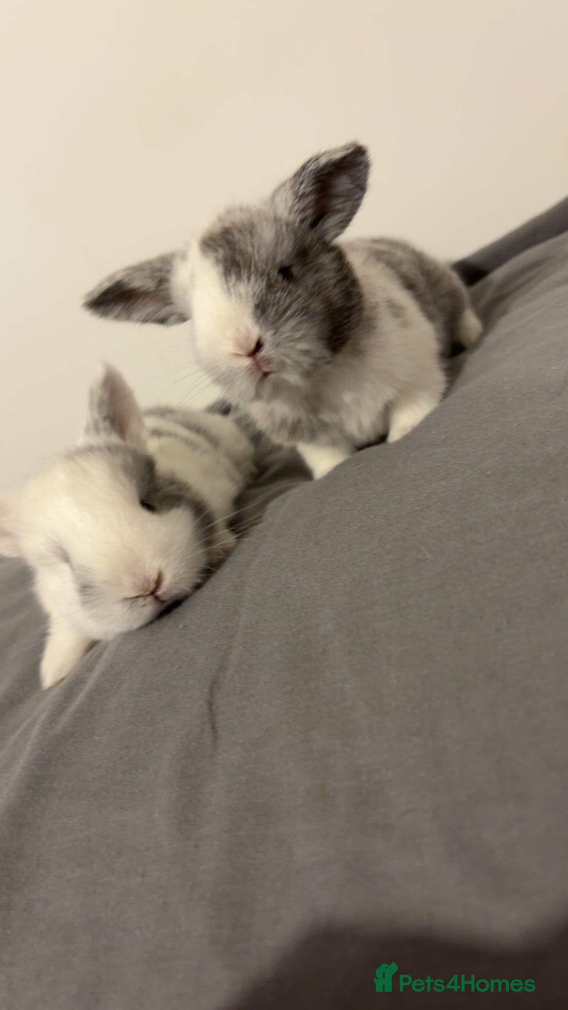 Mini Lop rabbits READY 12th APRIL  - Advert 1