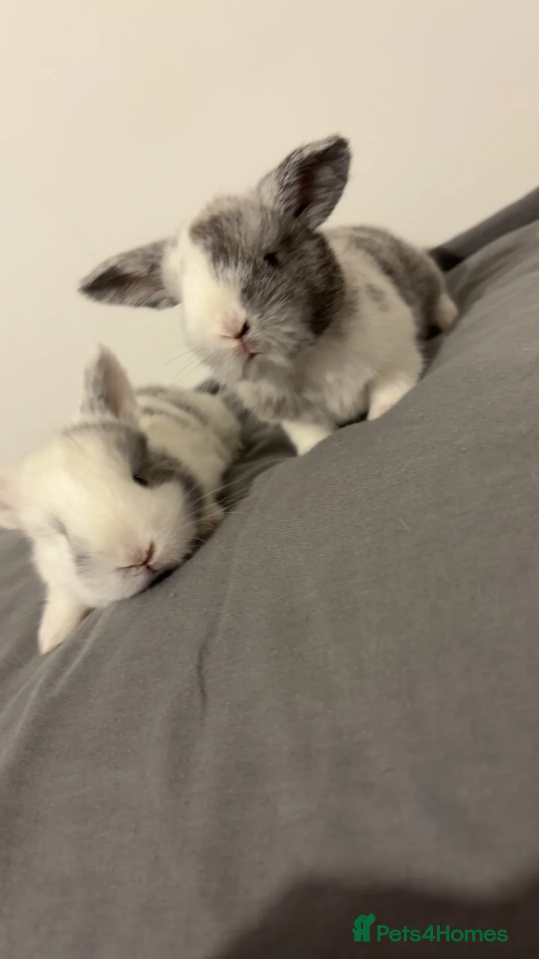 Mini Lop rabbits for sale: READY 12th APRIL  - Advert 1