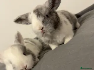 Mini Lop rabbits READY 12th APRIL - Advert 1