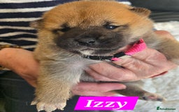 Japanese Shiba Inu dogs for sale: Gorgeous Shibas  - Image 29