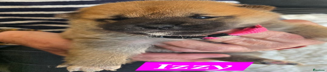 Japanese Shiba Inu Puppy 4