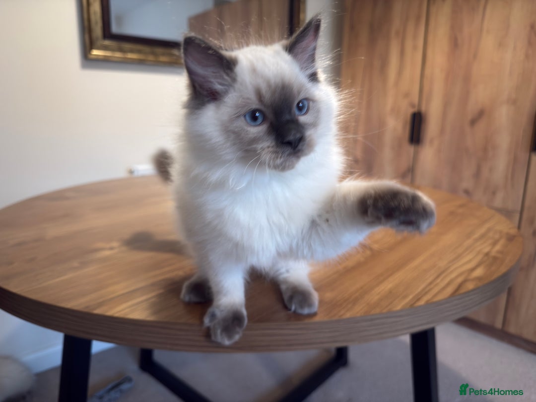 Ragdoll cats for sale: 6 Gorgeous Full Breed Ragdoll Kittens Ready to Go! - Advert 23