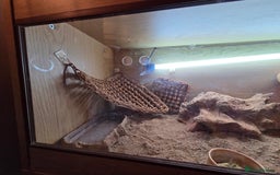 Bearded Dragon reptiles for sale: Bearded Dragon - Advert 6