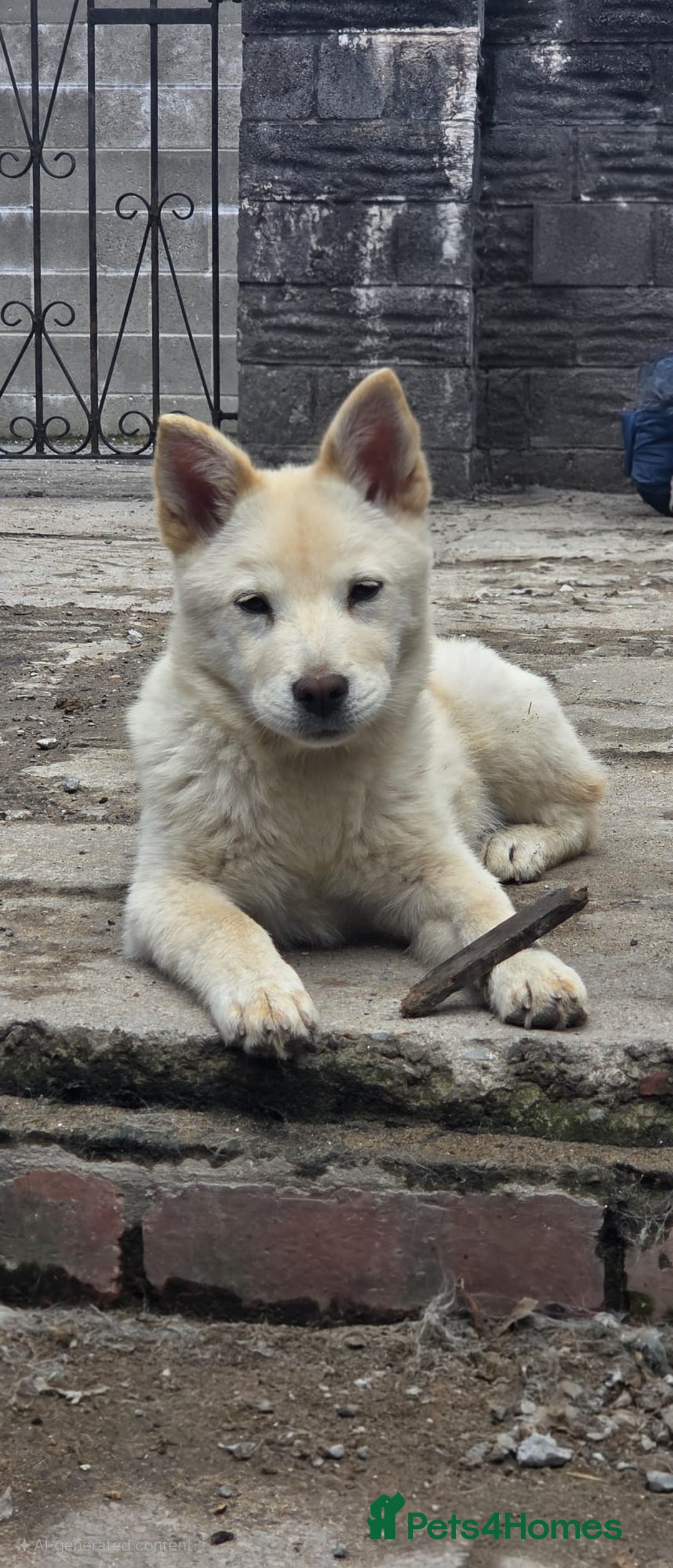 Mixed Breed dogs for sale: One Beautiful female chowski puppy  in Maesteg - Image 5