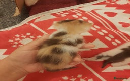 Mixed Breed cats for sale: Sell 3 Boys 1 girl  - Image 1