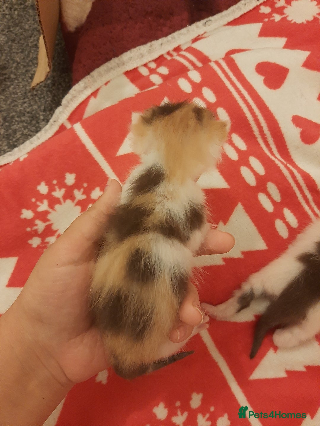 Mixed Breed cats for sale: Sell 3 Boys 1 girl  - Image 1