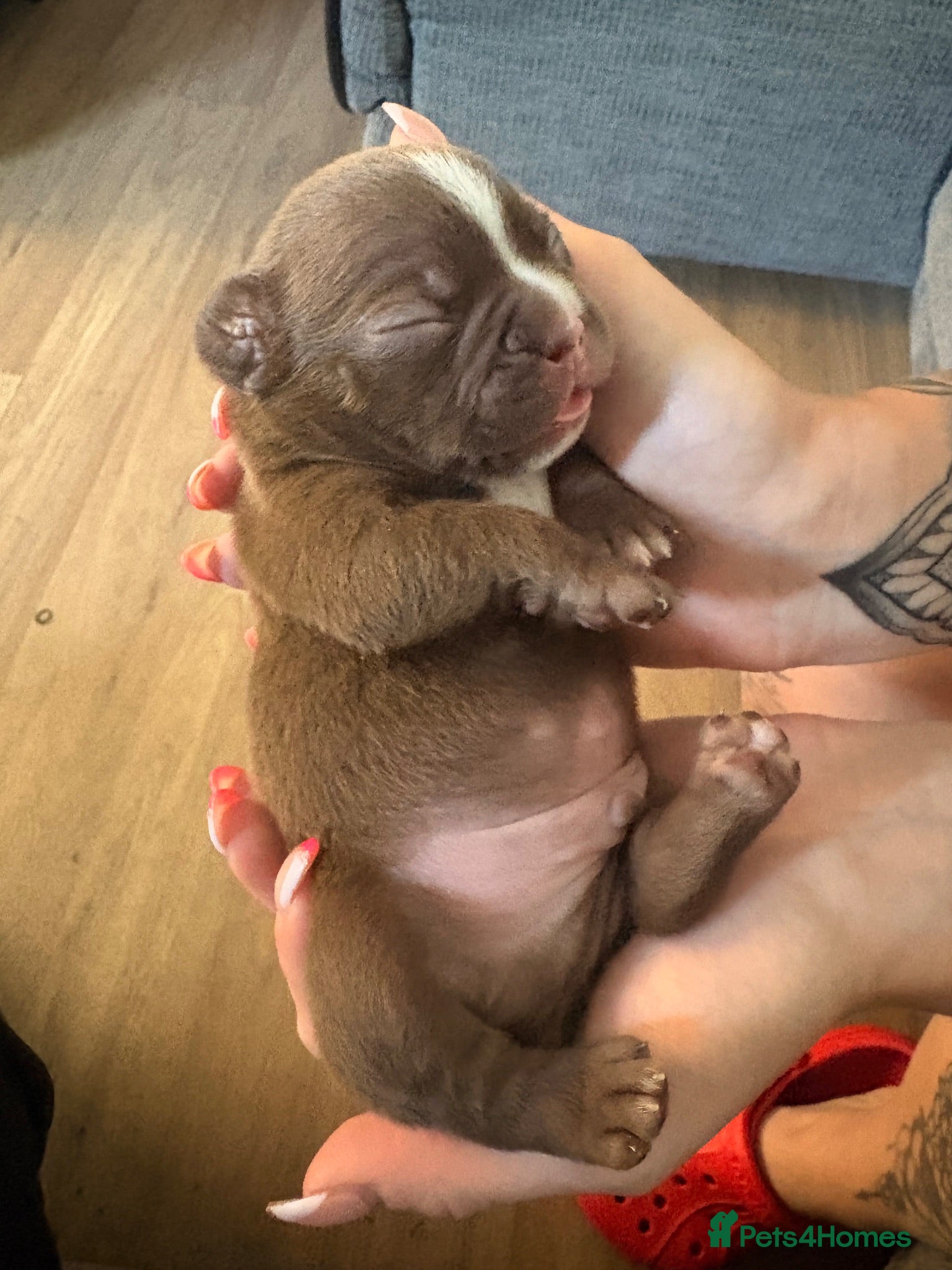 French Bulldog dogs fluffy  **  French bulldog - Advert 13