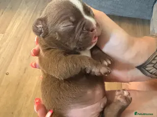 French Bulldog dogs fluffy ** French bulldog - Advert 1