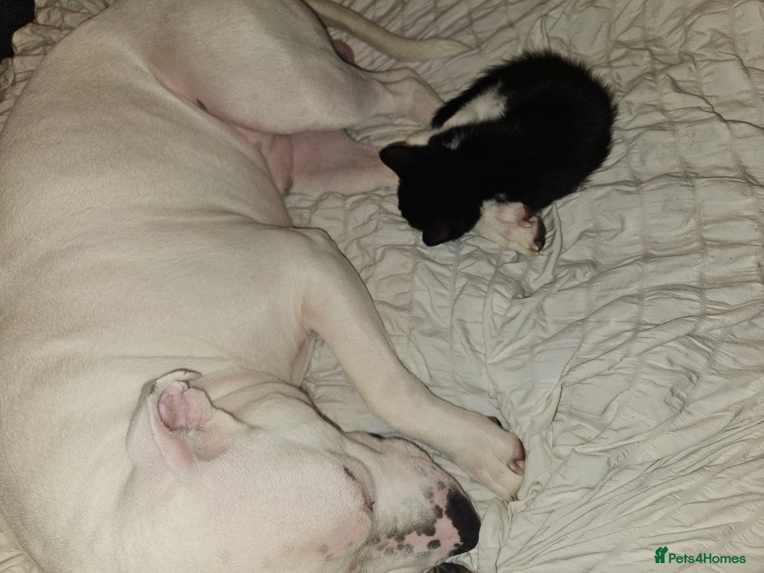 British Shorthair cats for sale: Gorgeous kittens. Boys/girls Can deliver. £60 ono - Advert 12