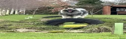 Keeshond dogs for sale: Quality home reared puppies  in Lincoln - Advert 1