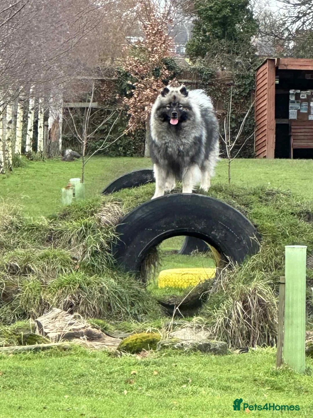 Keeshond dogs for sale: Quality home reared puppies  in Lincoln - Advert 1