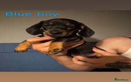 Miniature Dachshund dogs for sale: 4 beautiful miniature dachshund puppies - Image 7