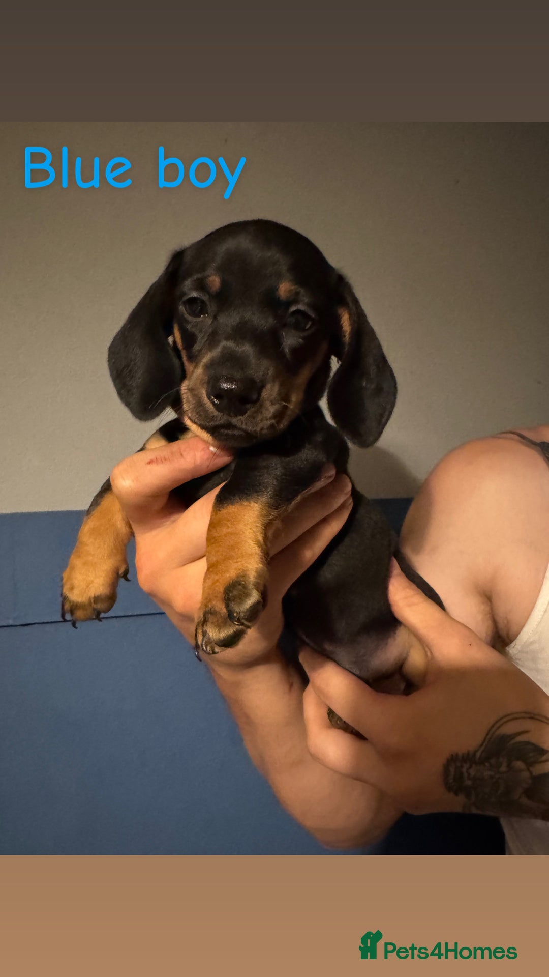 Miniature Dachshund dogs for sale: 4 beautiful miniature dachshund puppies - Image 7