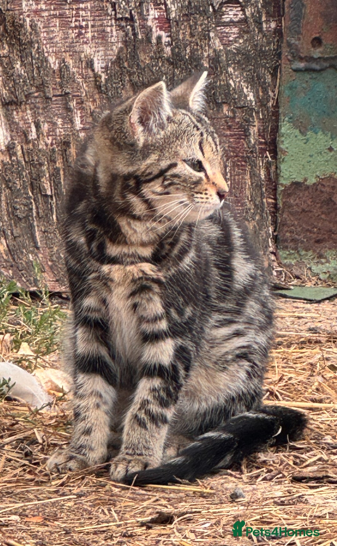 Mixed Breed cats for sale: Farm cats & kittens for sale  - Image 3