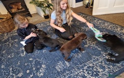 Labrador Retriever dogs for sale: 3x Male labrador puppies  - Image 1