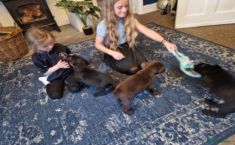 Labrador Retriever dogs - Advert 14