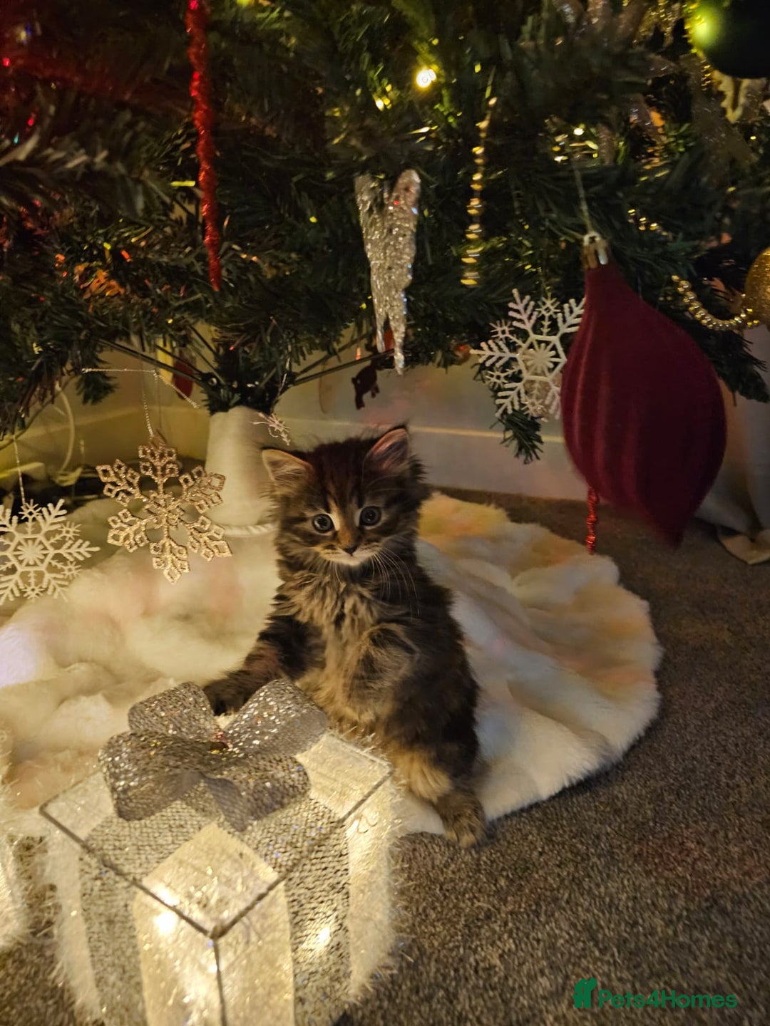 Siberian cats for sale: Beautiful Siberian Kitten – Baby Boy ✨ - Advert 3