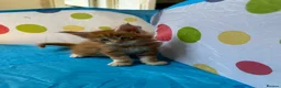 Maine Coon cats for sale: Maine Coon Kittens in Cambridge - Advert 15