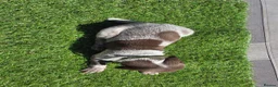 German Shorthaired Pointer dogs for sale: Stunning example of KC German Shorthaired Pointers in Tredegar - Advert 9