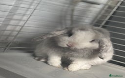 Mini Lop rabbits for sale: Mini lop rabbit  - Image 4