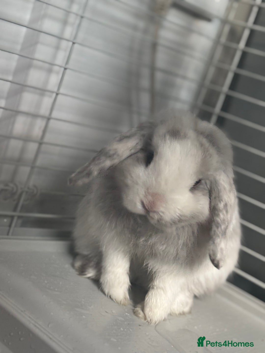 Mini Lop rabbits for sale: Mini lop rabbit  - Image 4